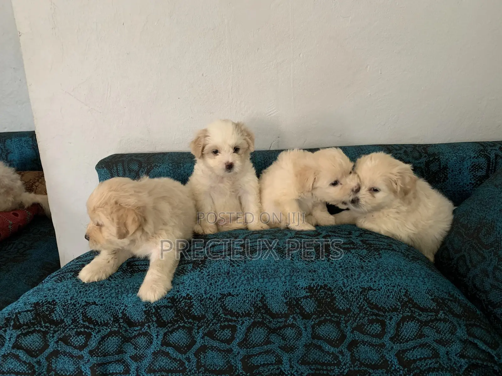1-3 Months Female Purebred Poodle