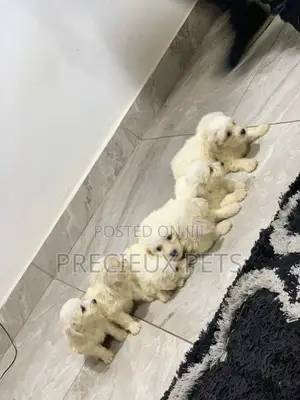 1-3 Months Female Purebred Maltese