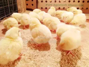 Giant White Cockerels Day Old Chicks
