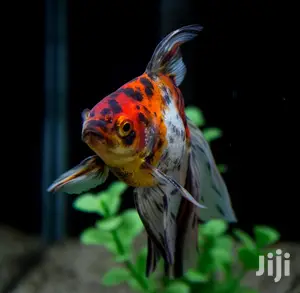 Fantail Calico