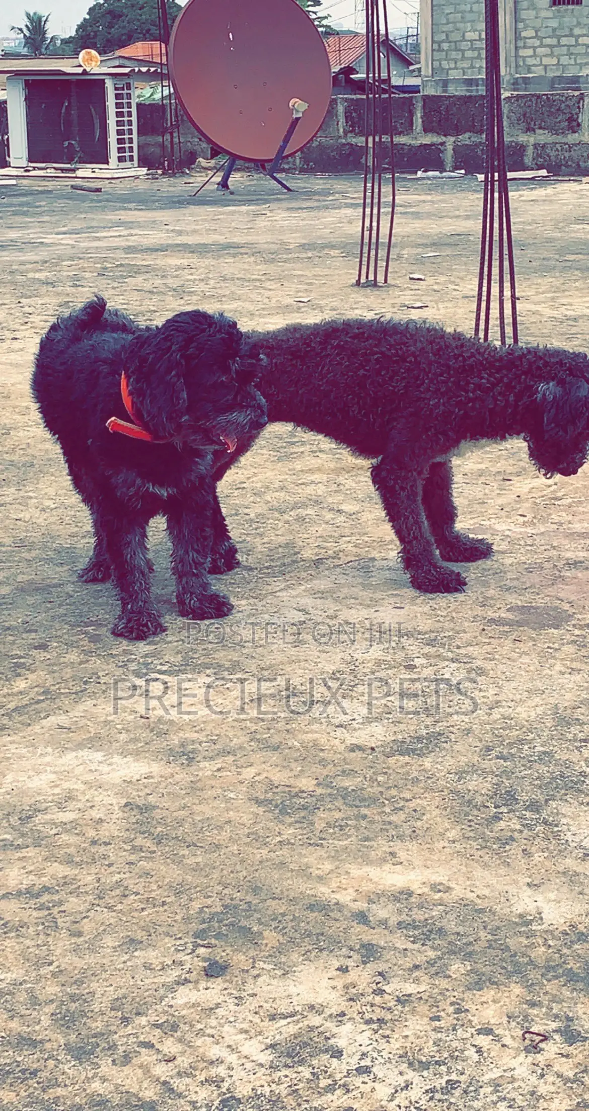 Black Poodle For Stud Services