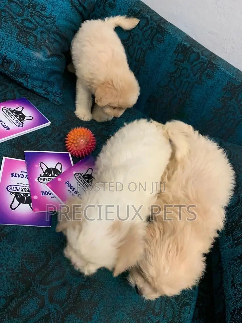 1-3 Months Female Purebred Poodle