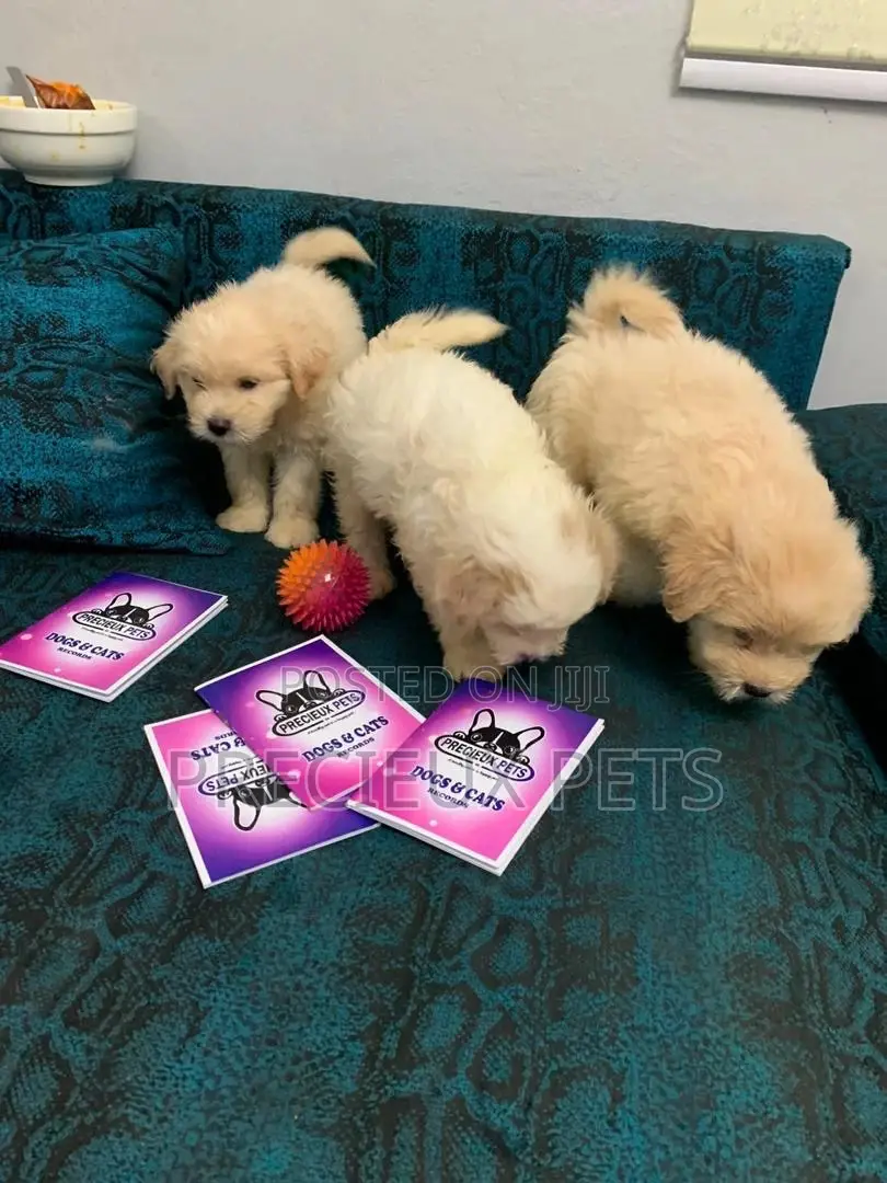 1-3 Months Female Purebred Poodle