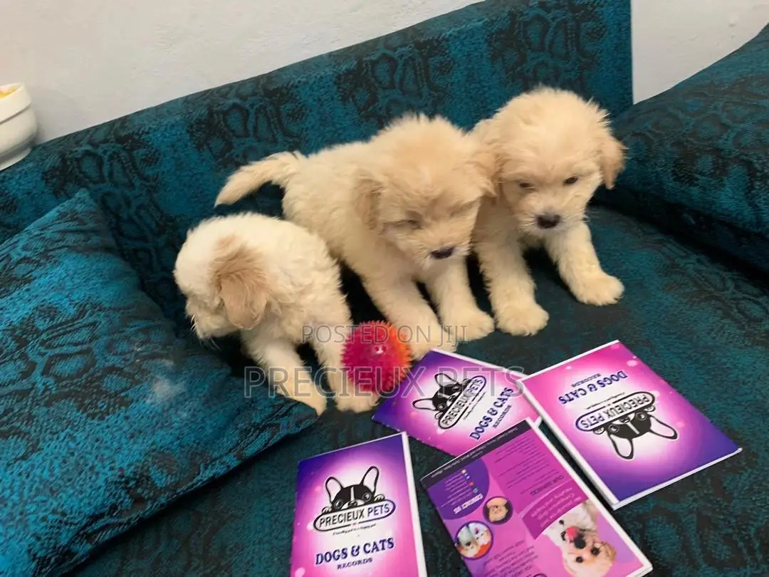 1-3 Months Female Purebred Poodle