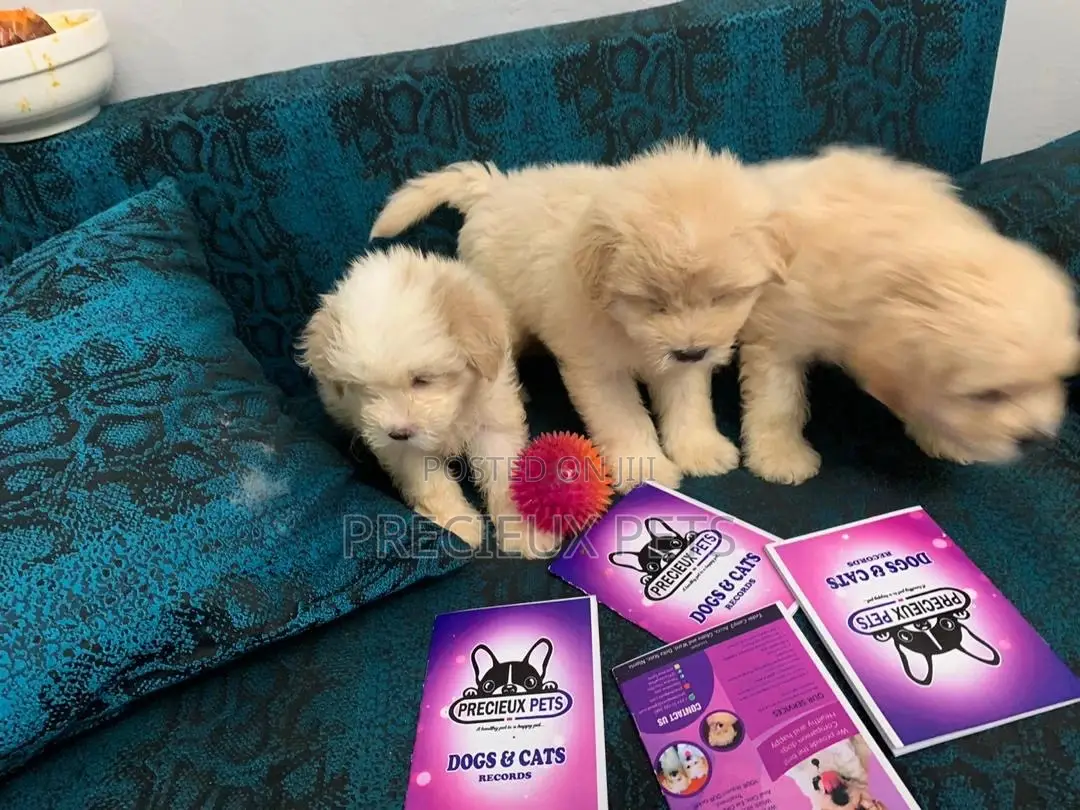 1-3 Months Female Purebred Poodle