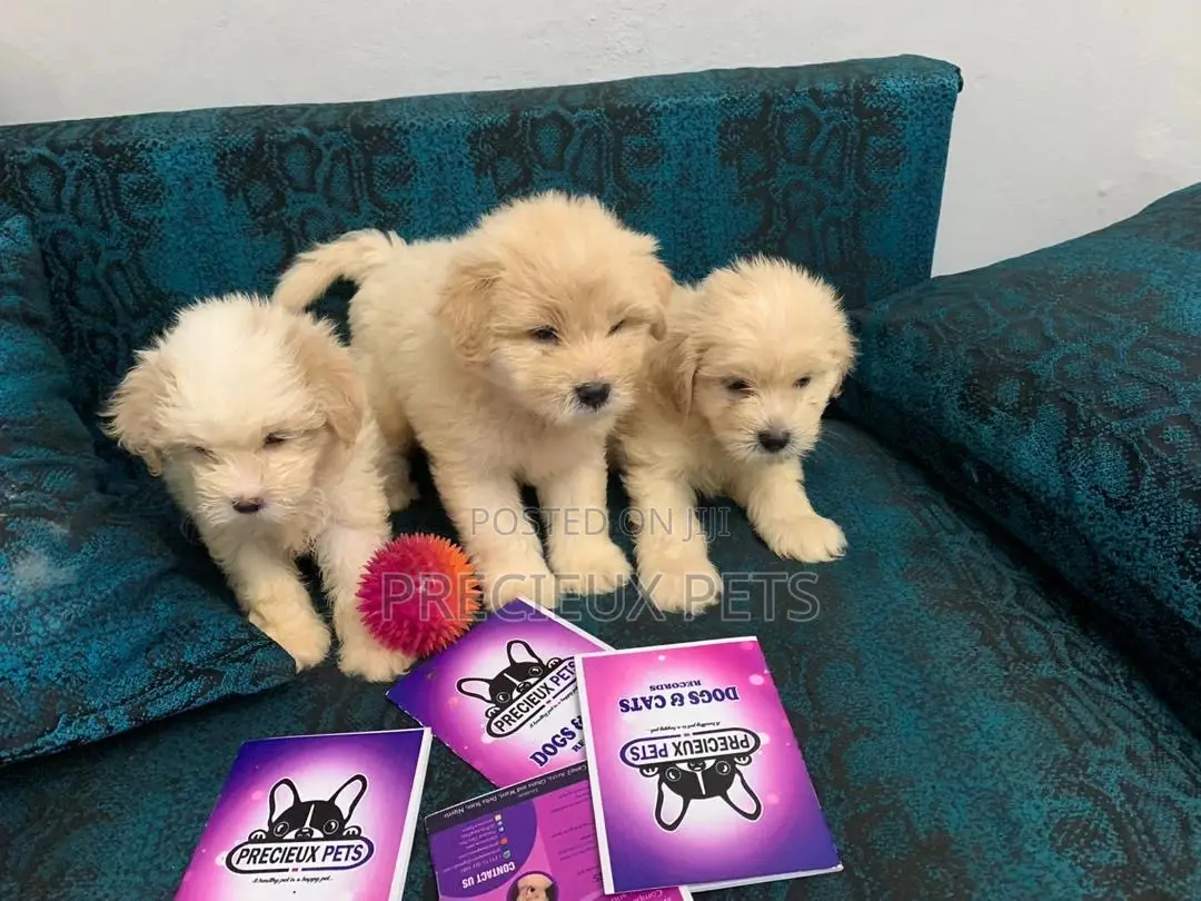 1-3 Months Female Purebred Poodle