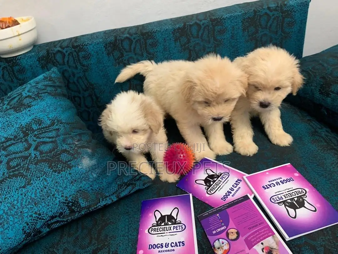 1-3 Months Female Purebred Poodle