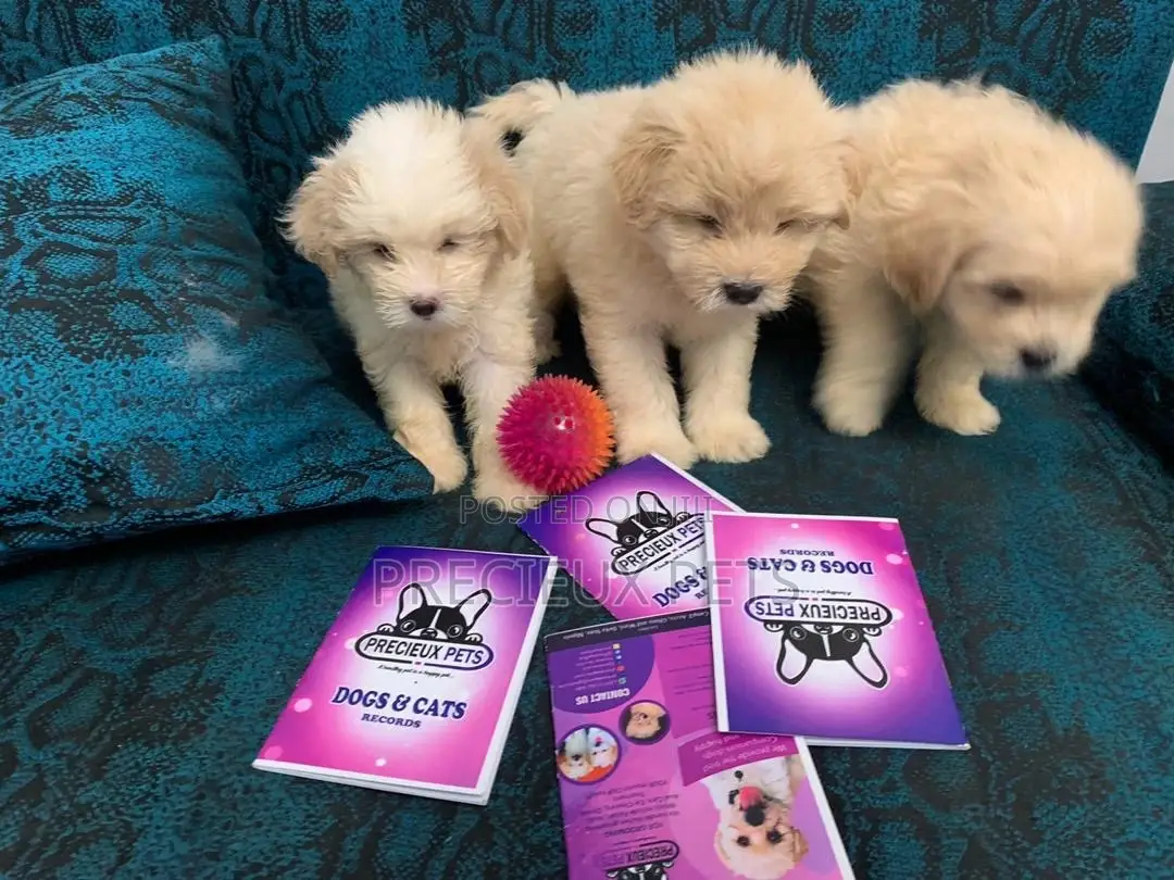 1-3 Months Female Purebred Poodle
