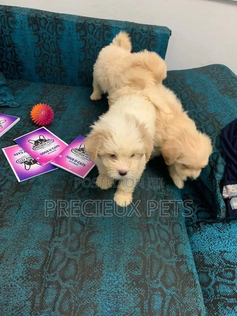 1-3 Months Female Purebred Poodle