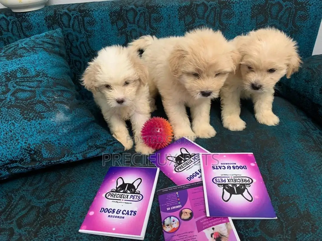 1-3 Months Female Purebred Poodle