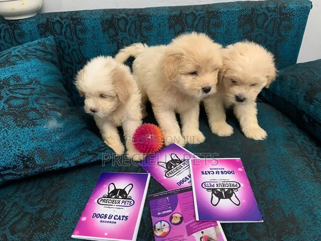 1-3 Months Female Purebred Poodle