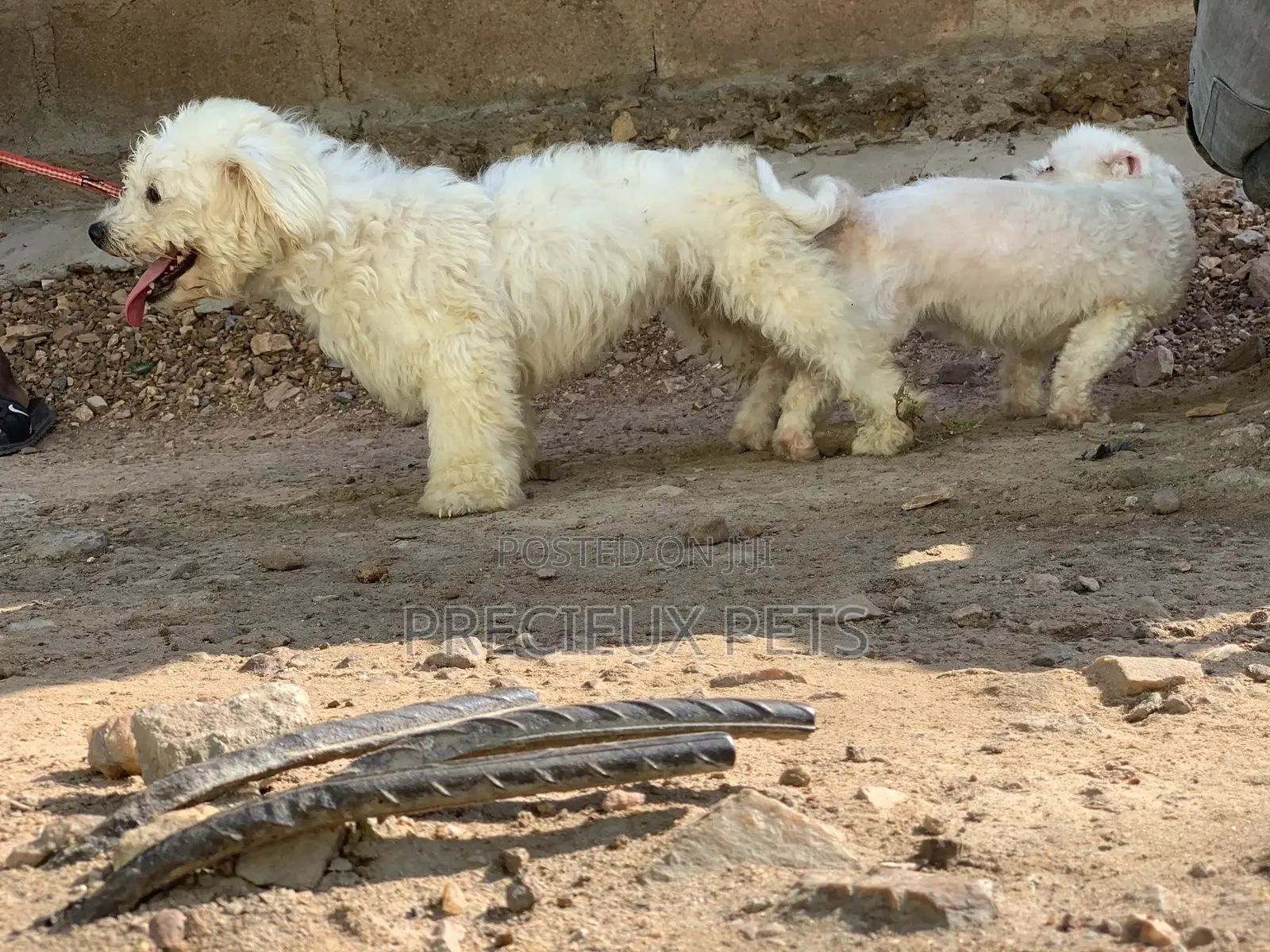 Stud Services For Maltese Male#1