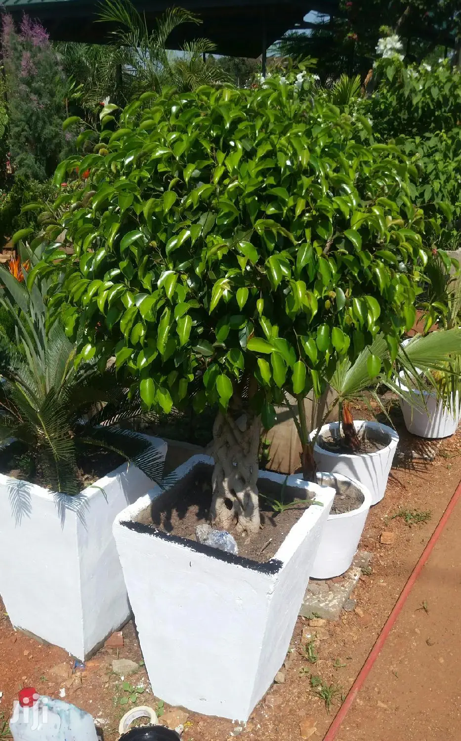 Gardening (Green Grass Growing/Installation) Services