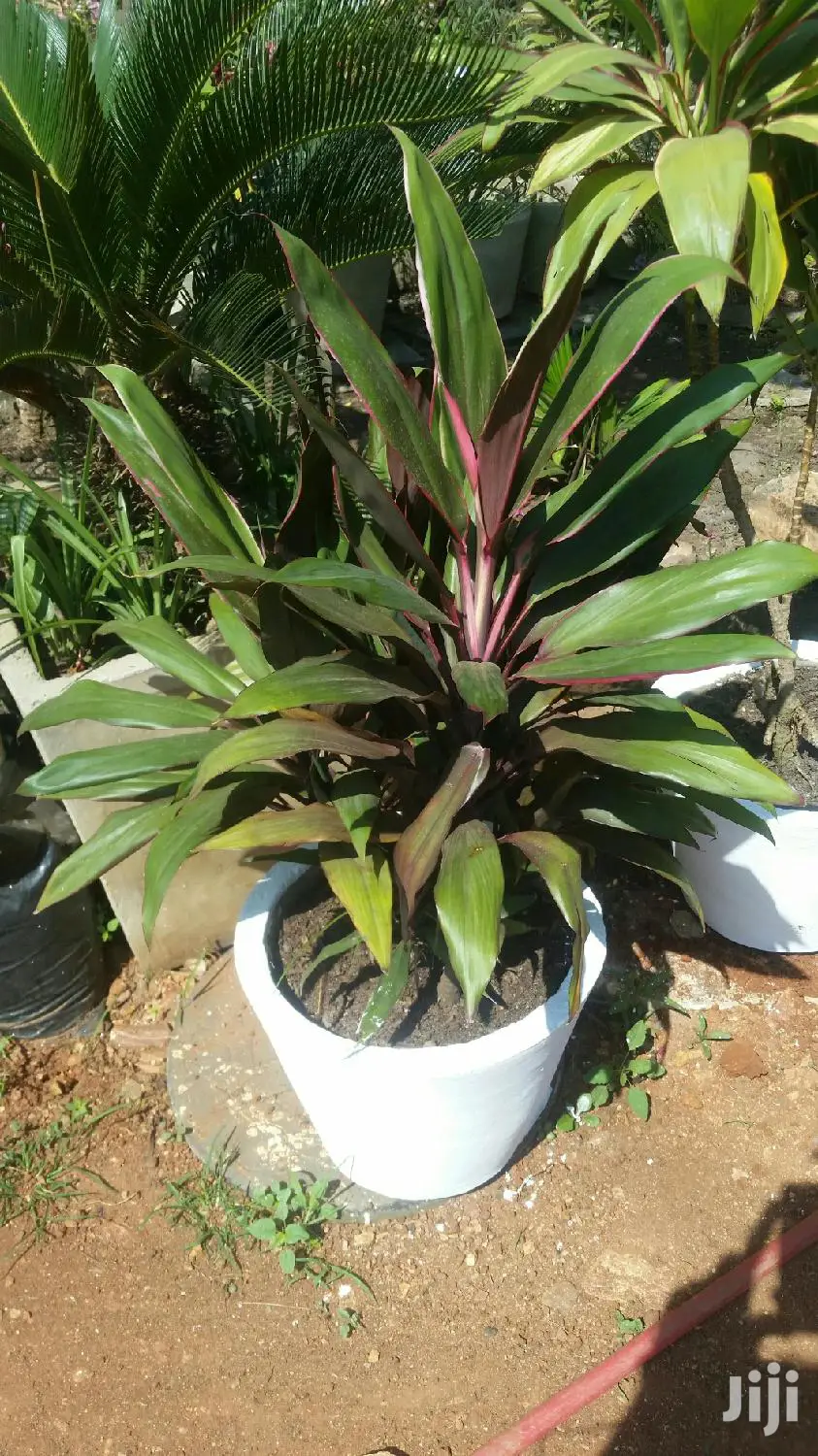Gardening (Green Grass Growing/Installation) Services