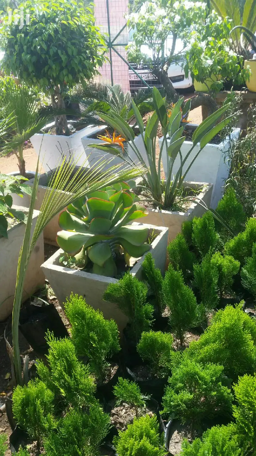 Gardening (Green Grass Growing/Installation) Services