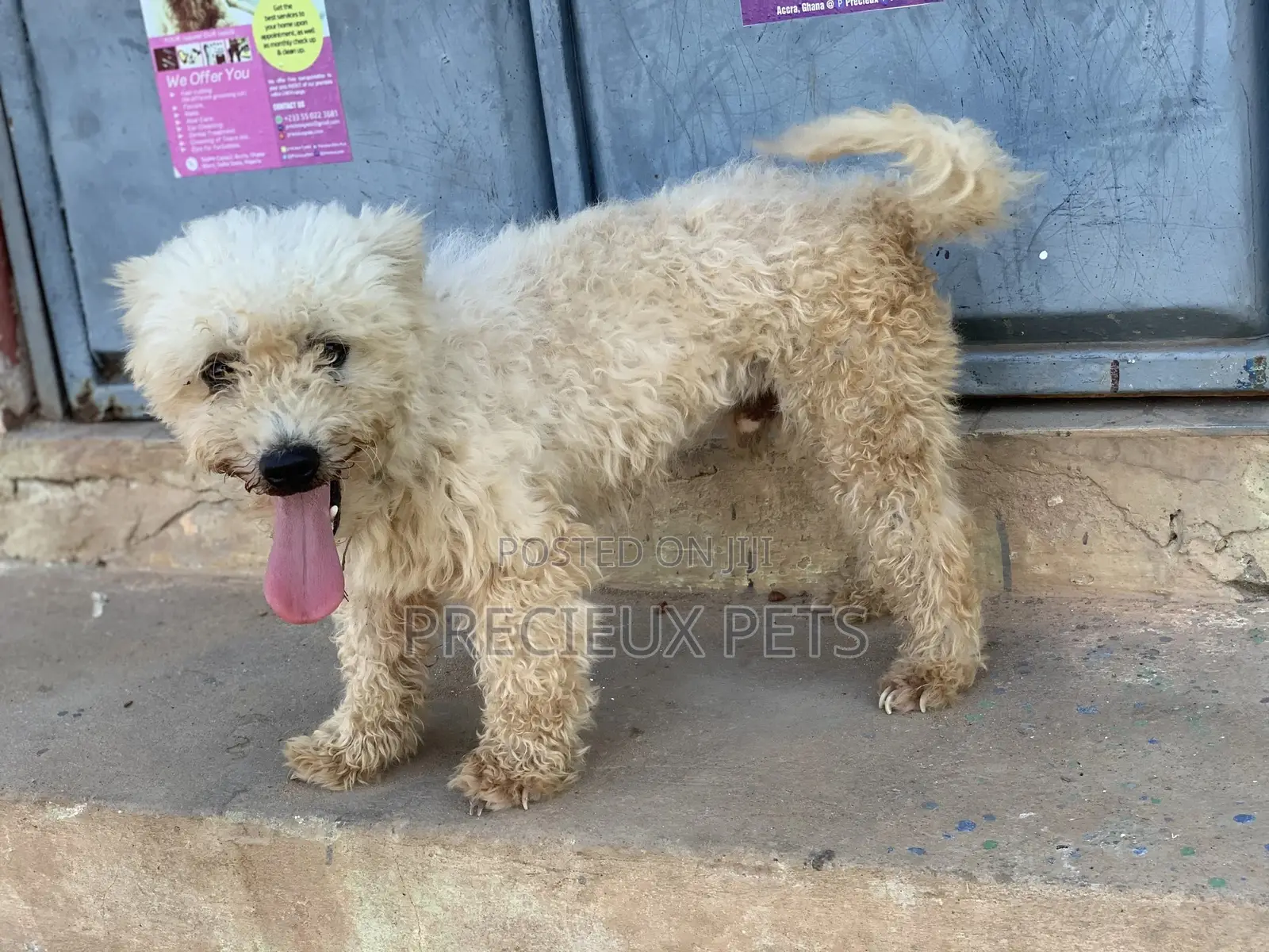 Male Maltese For Stud Services #3