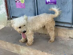 Male Maltese For Stud Services #3