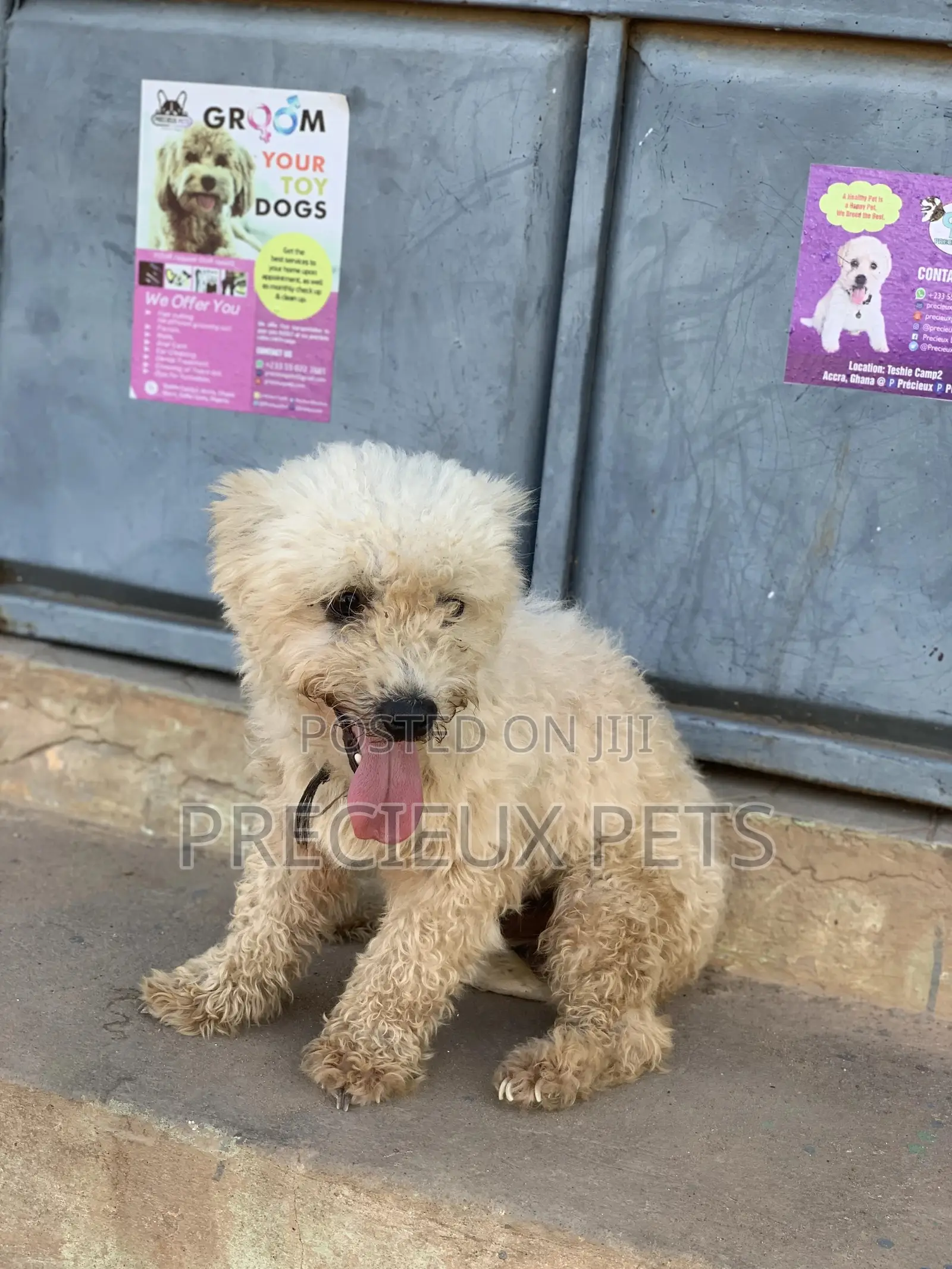 Male Maltese For Stud Services #3