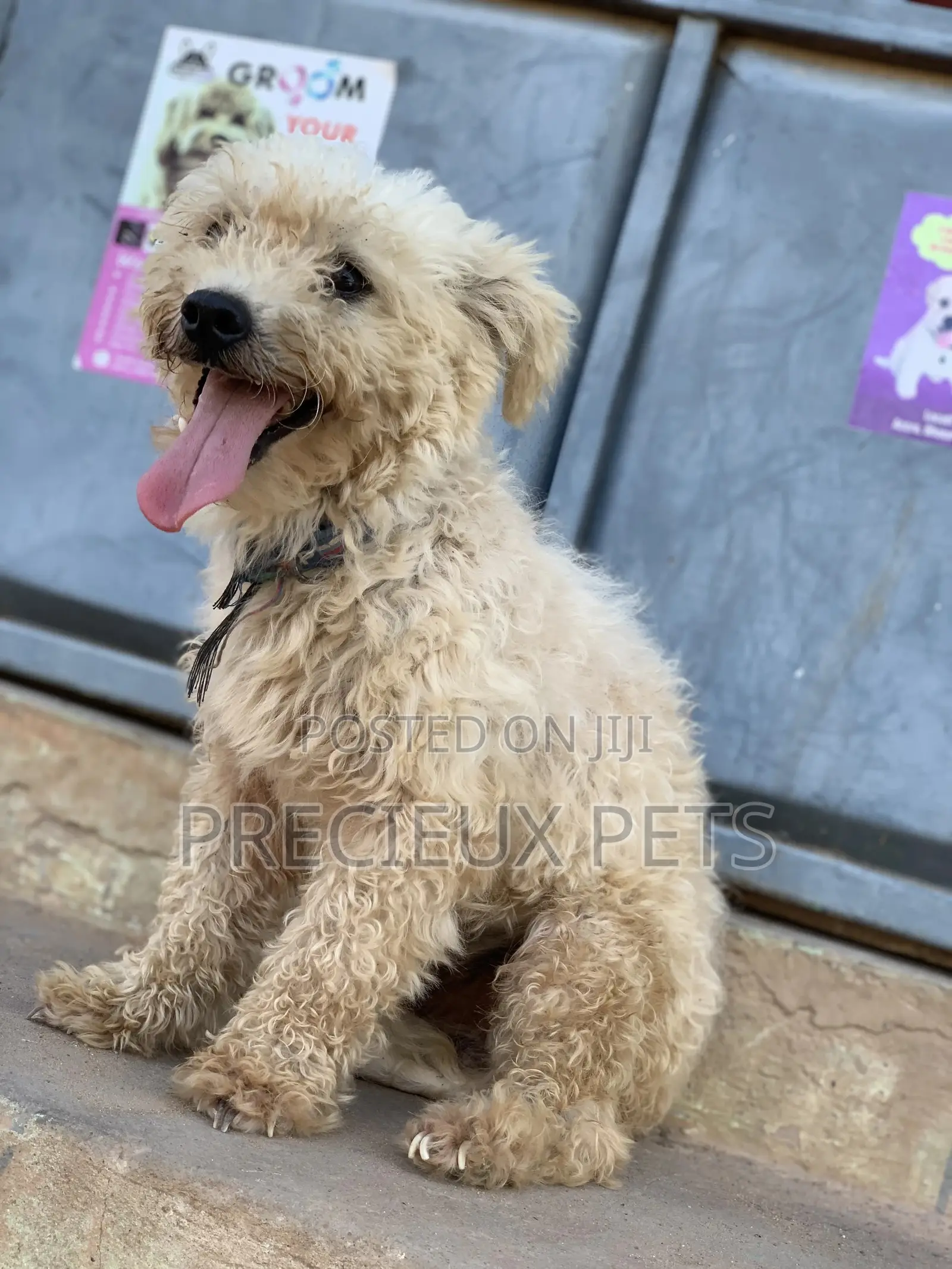 Male Maltese For Stud Services #3