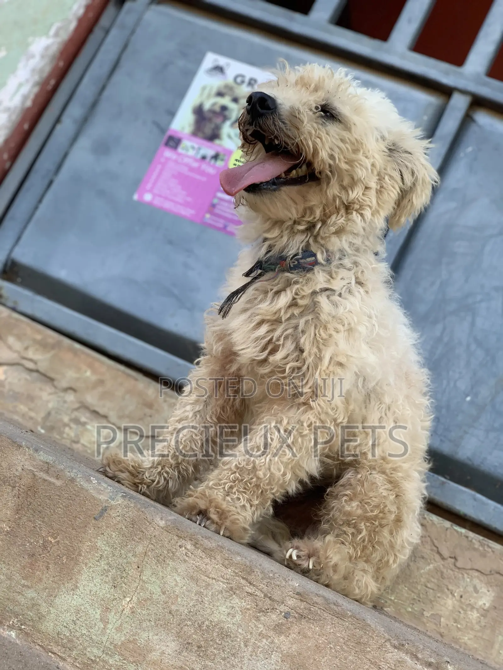 Male Maltese For Stud Services #3