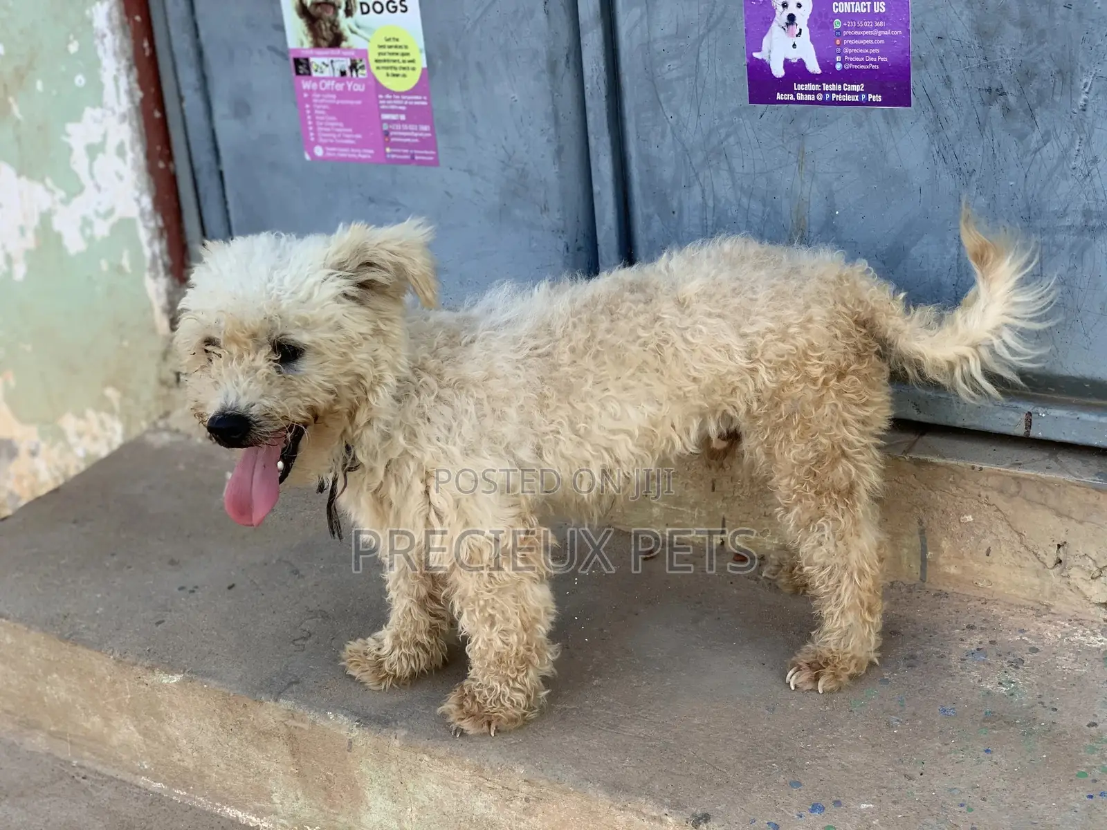 Male Maltese For Stud Services #3