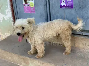 Male Maltese For Stud Services #3