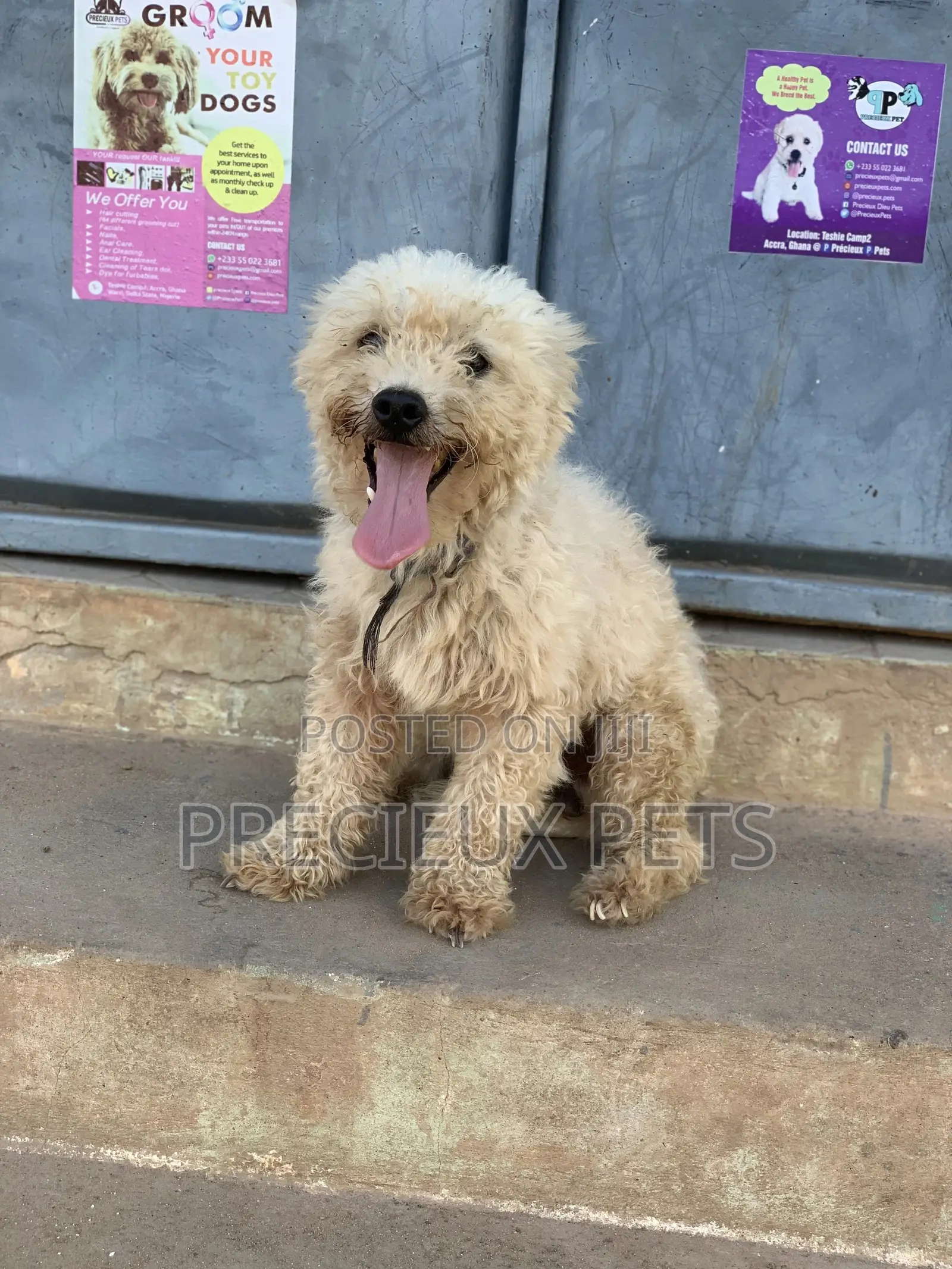 Male Maltese For Stud Services #3