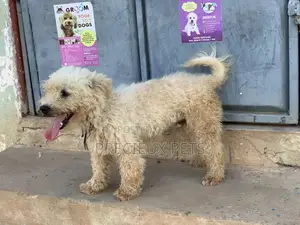 Male Maltese For Stud Services #3