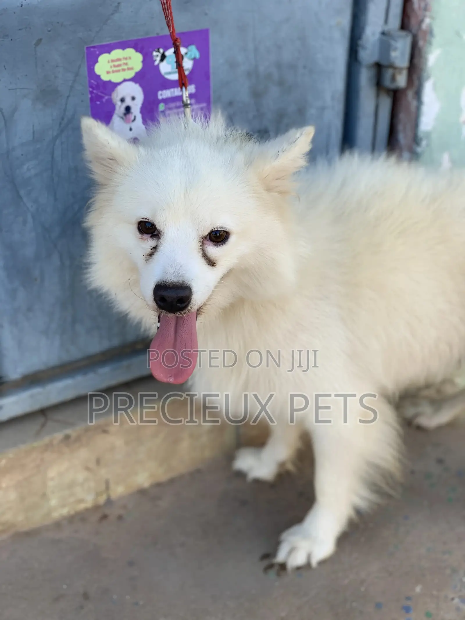 Stud Services For AMERICAN ESKIMO #1