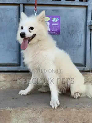 Stud Services For AMERICAN ESKIMO #1