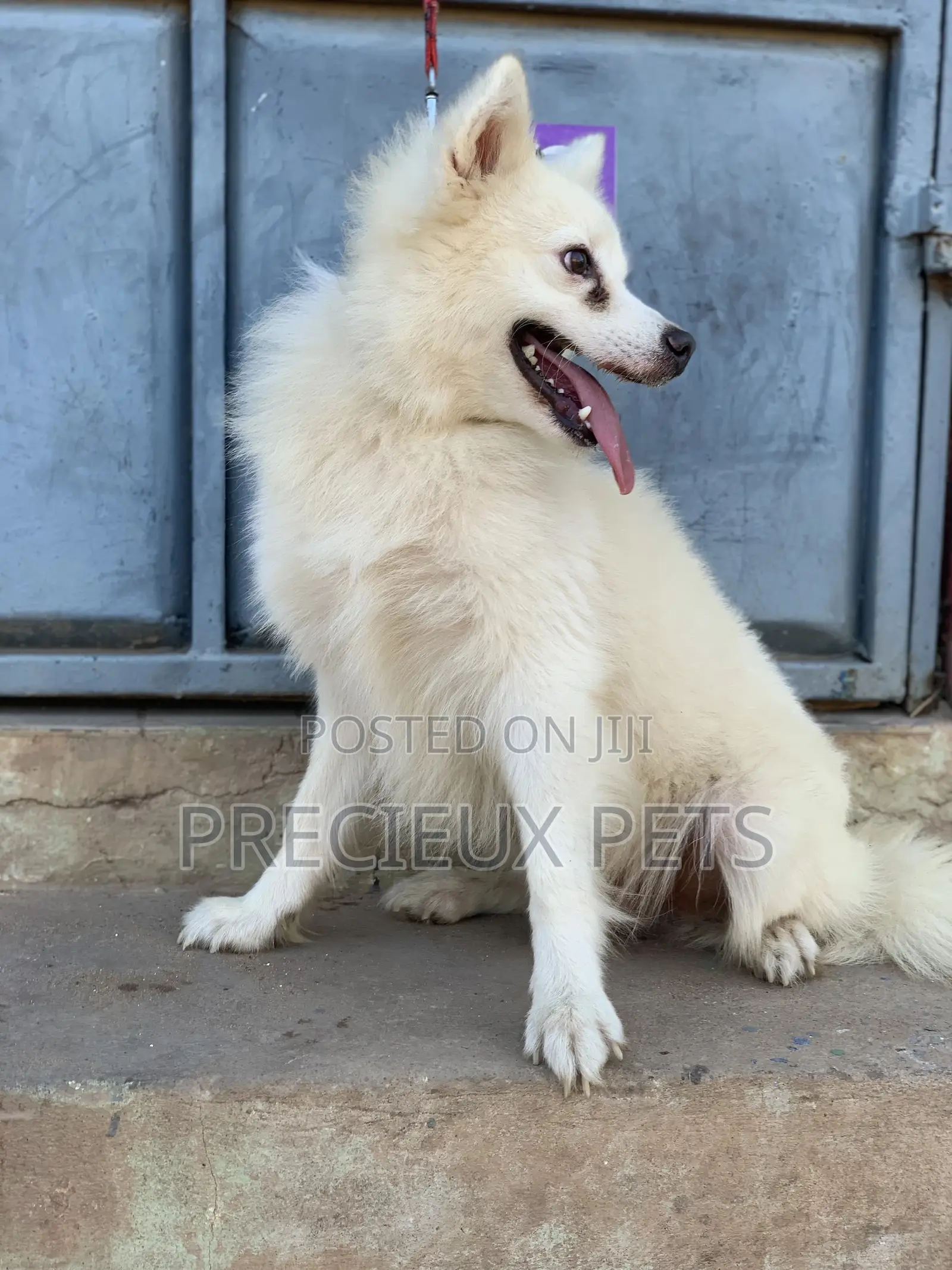Stud Services For AMERICAN ESKIMO #1
