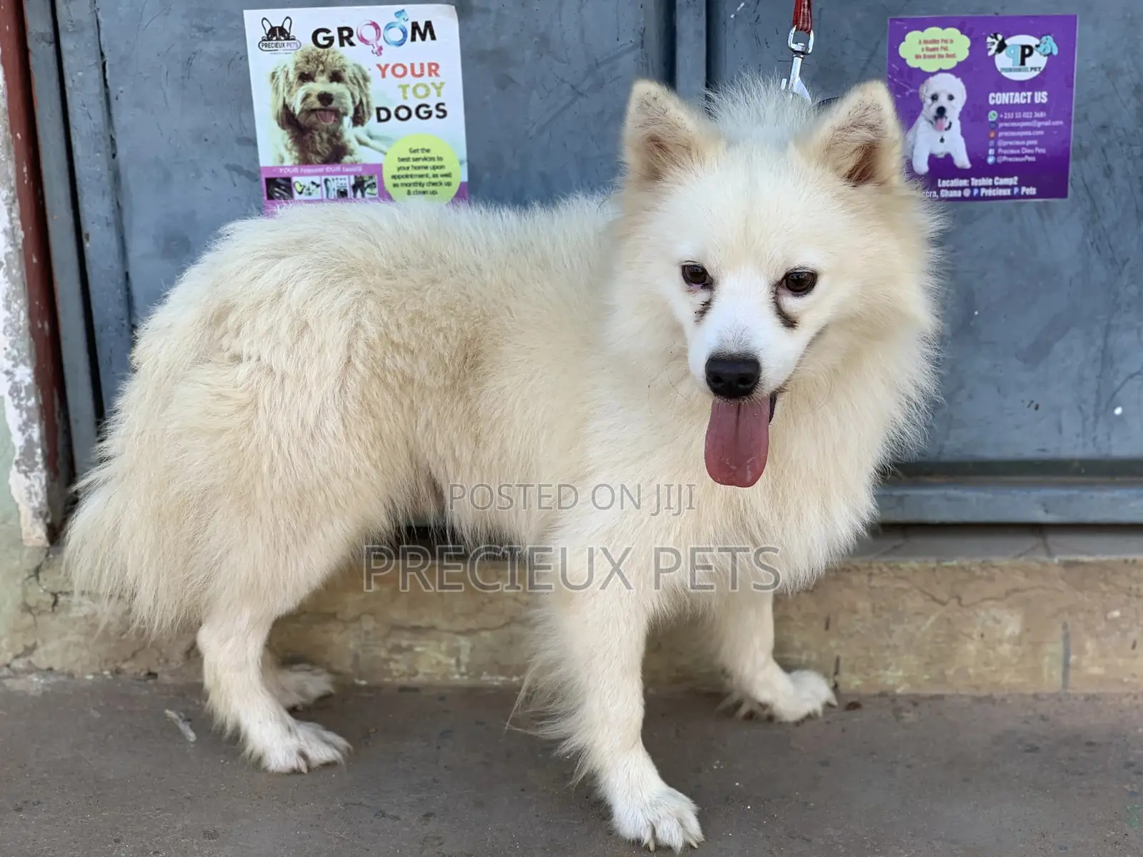 Stud Services For AMERICAN ESKIMO #1