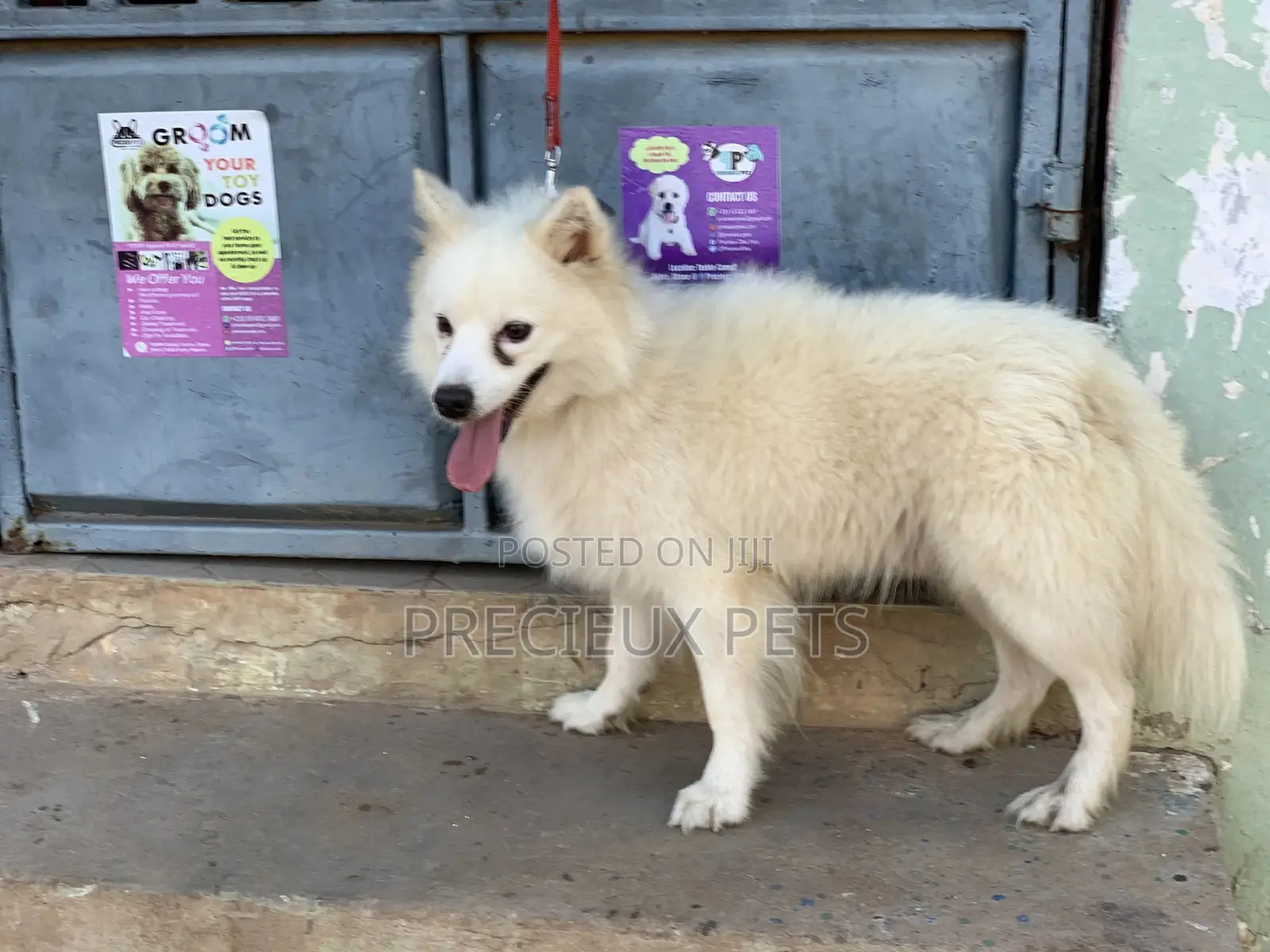 Stud Services For AMERICAN ESKIMO #1