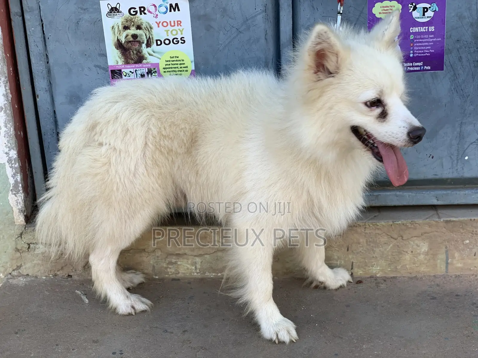Stud Services For AMERICAN ESKIMO #1