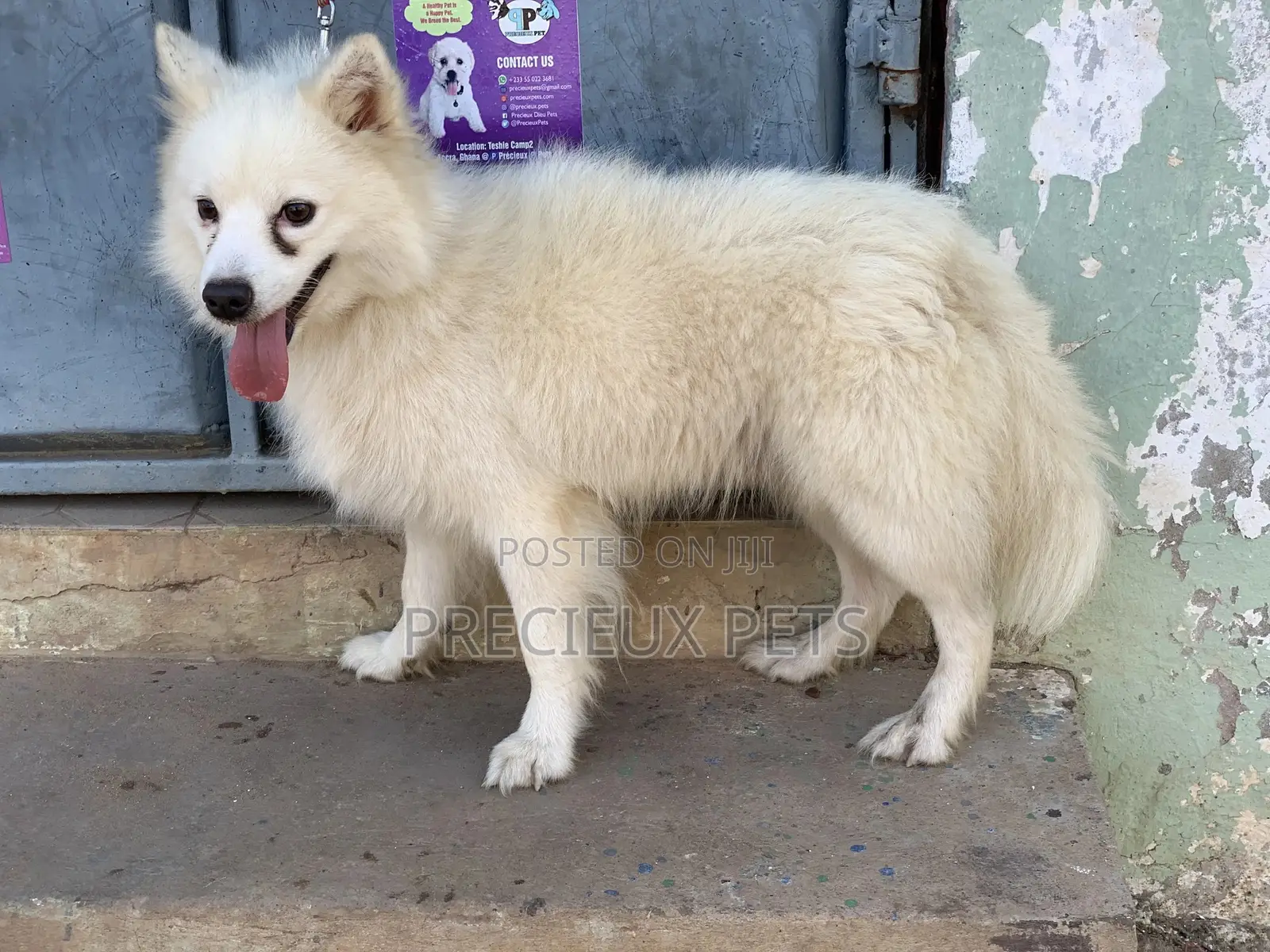 Stud Services For AMERICAN ESKIMO #1