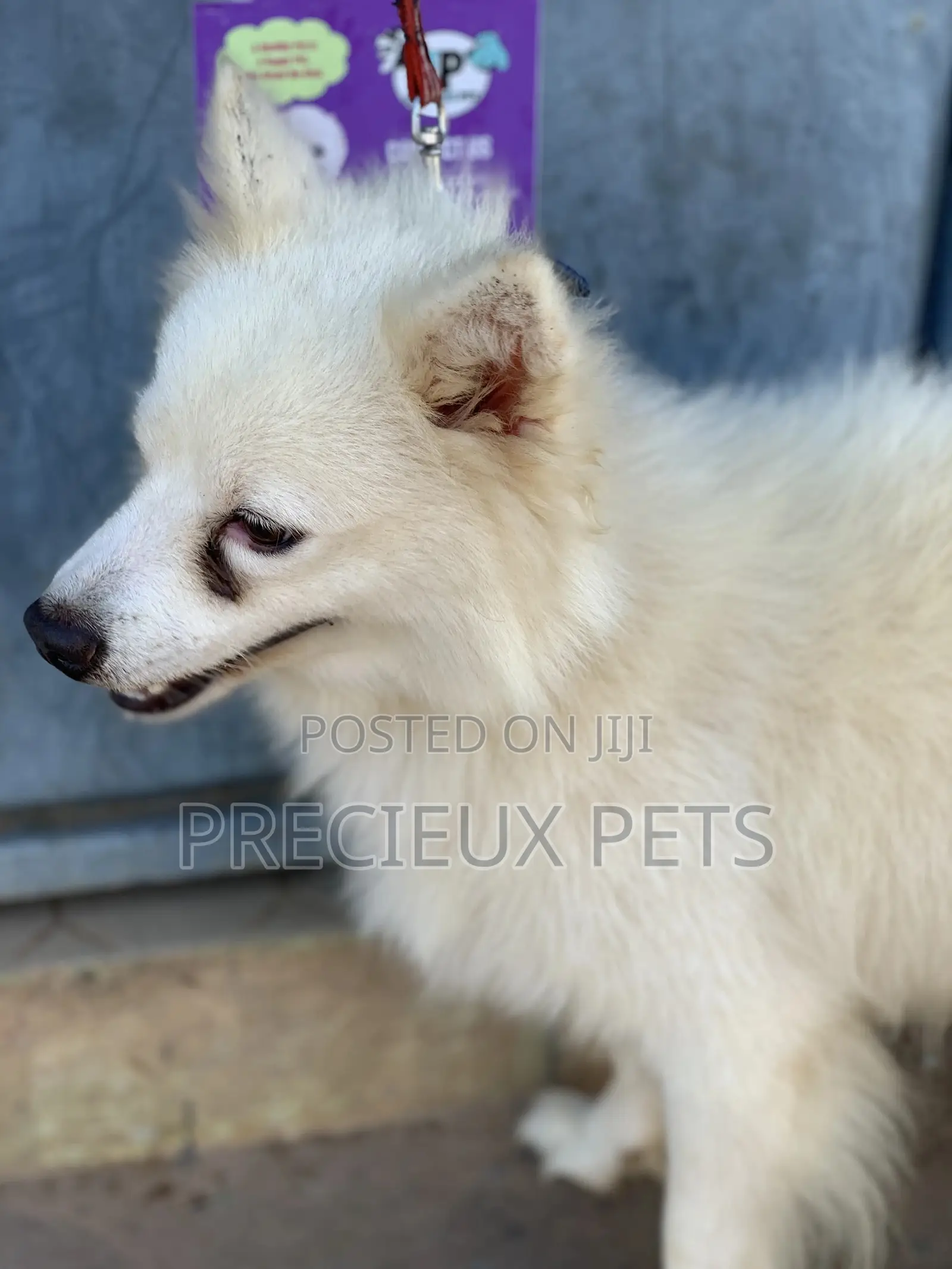 Stud Services For AMERICAN ESKIMO #1