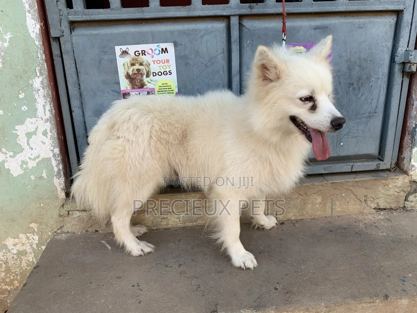 Stud Services For AMERICAN ESKIMO #1