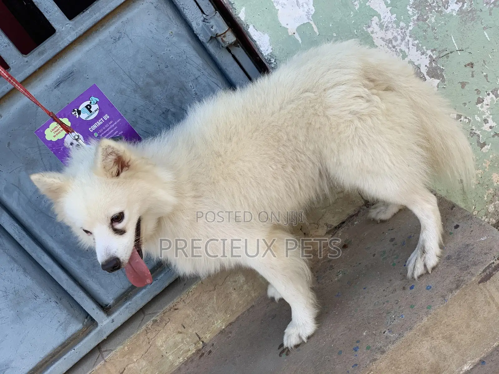 Stud Services For AMERICAN ESKIMO #1