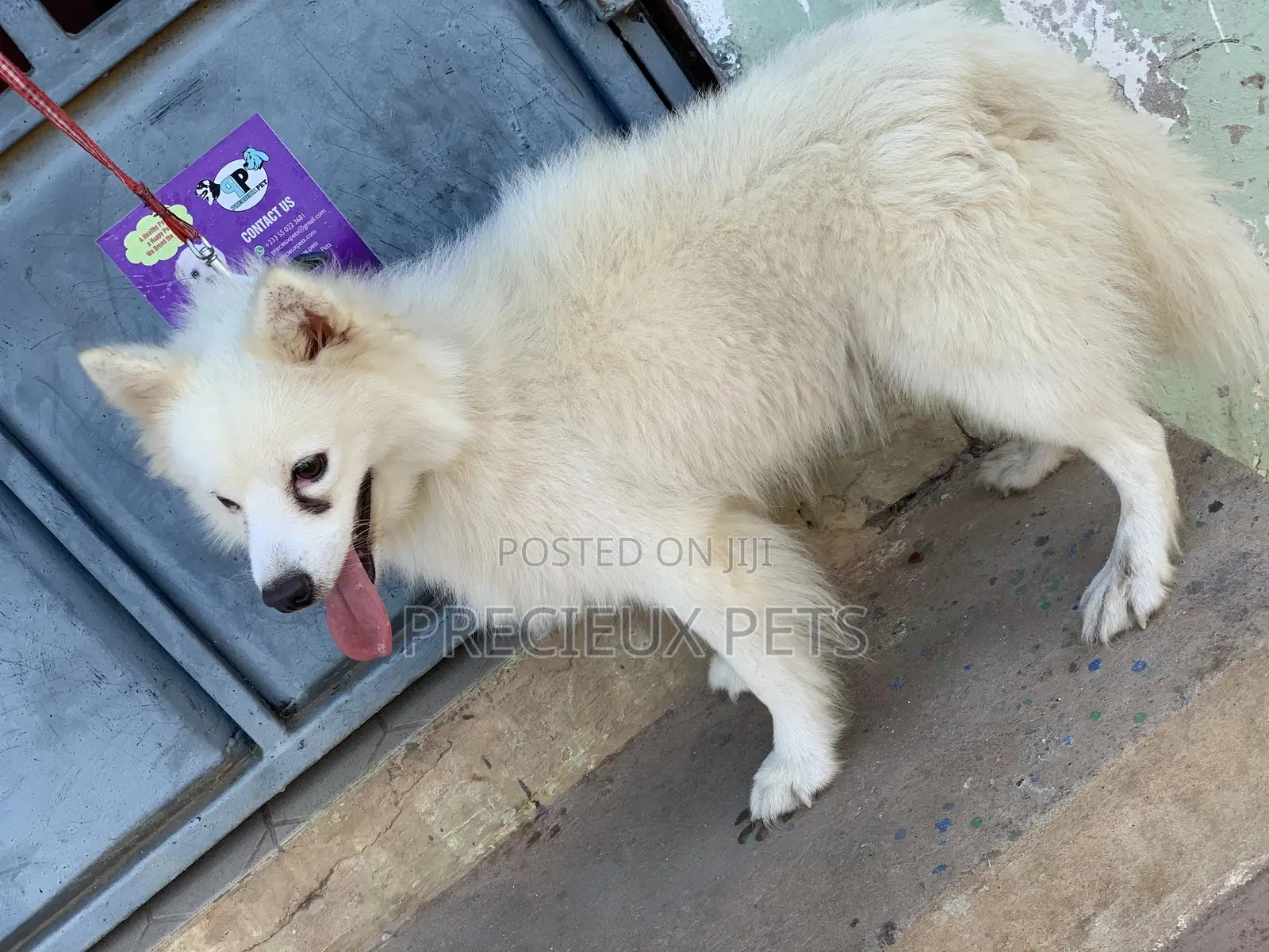 Stud Services For AMERICAN ESKIMO #1