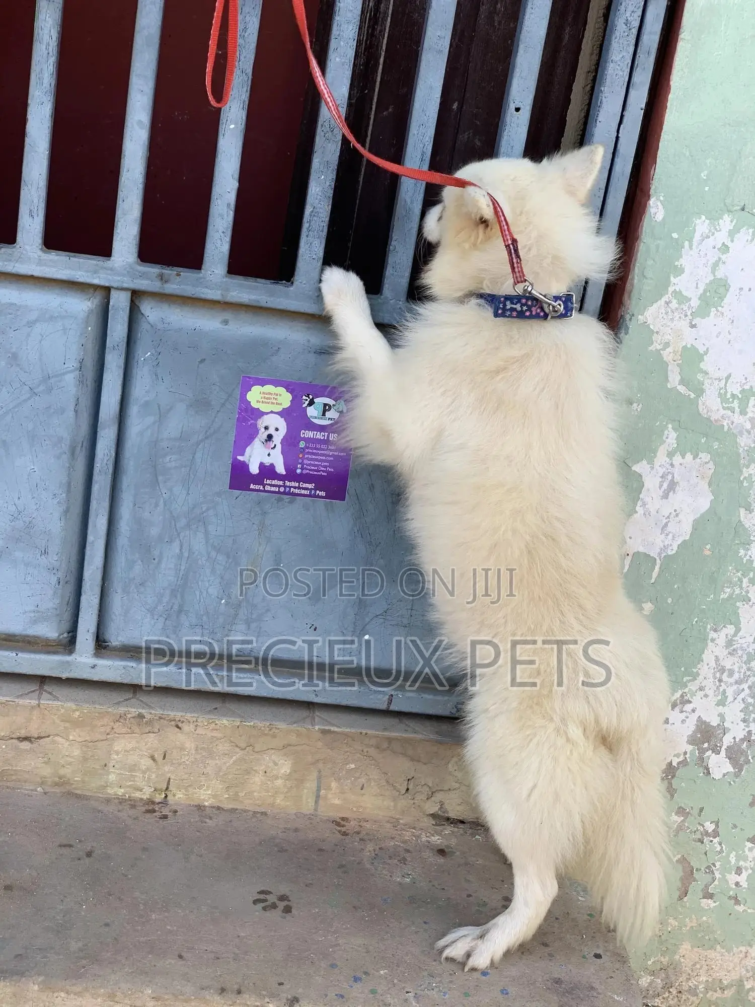 Stud Services For AMERICAN ESKIMO #1