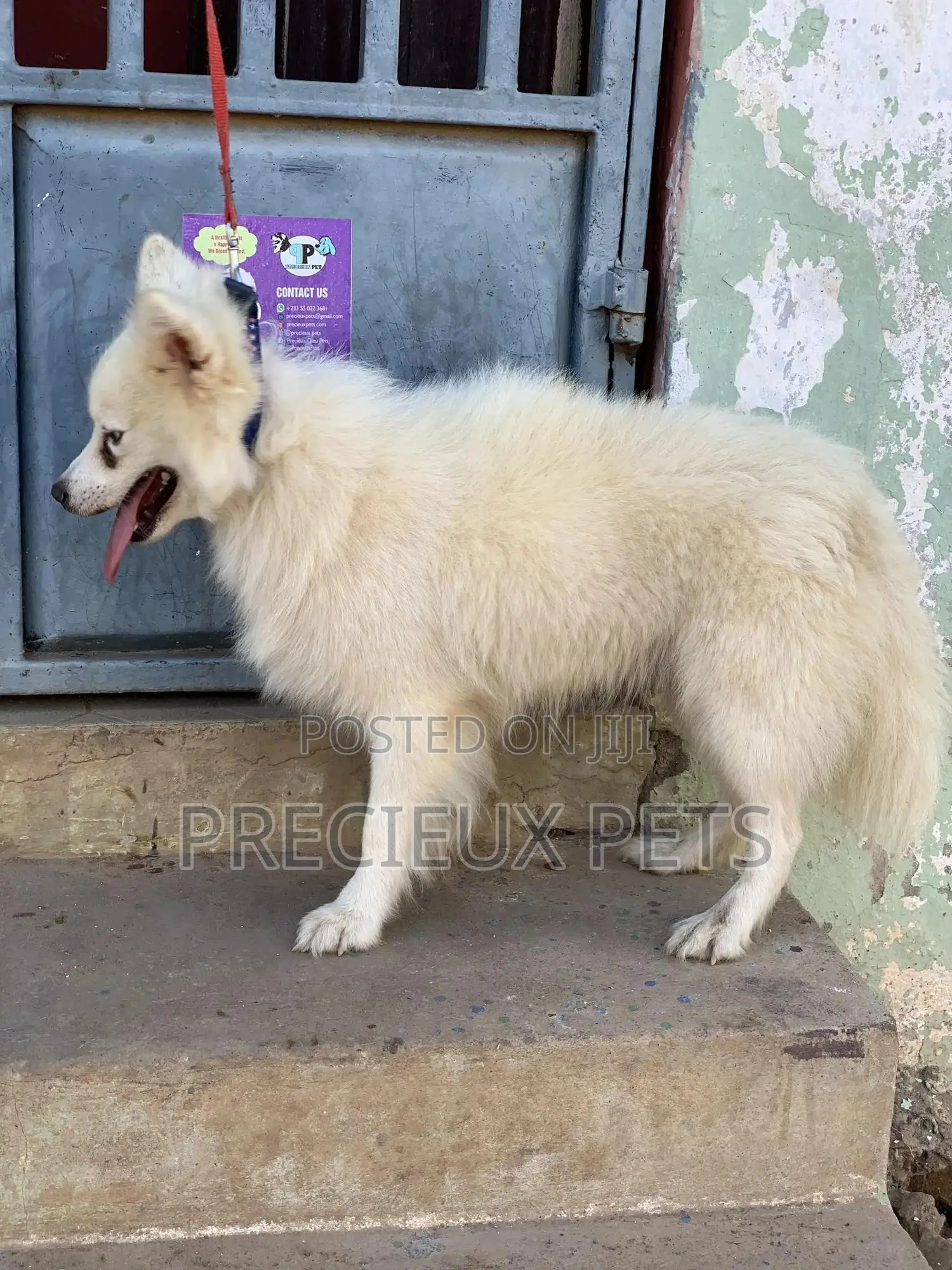 Stud Services For AMERICAN ESKIMO #1