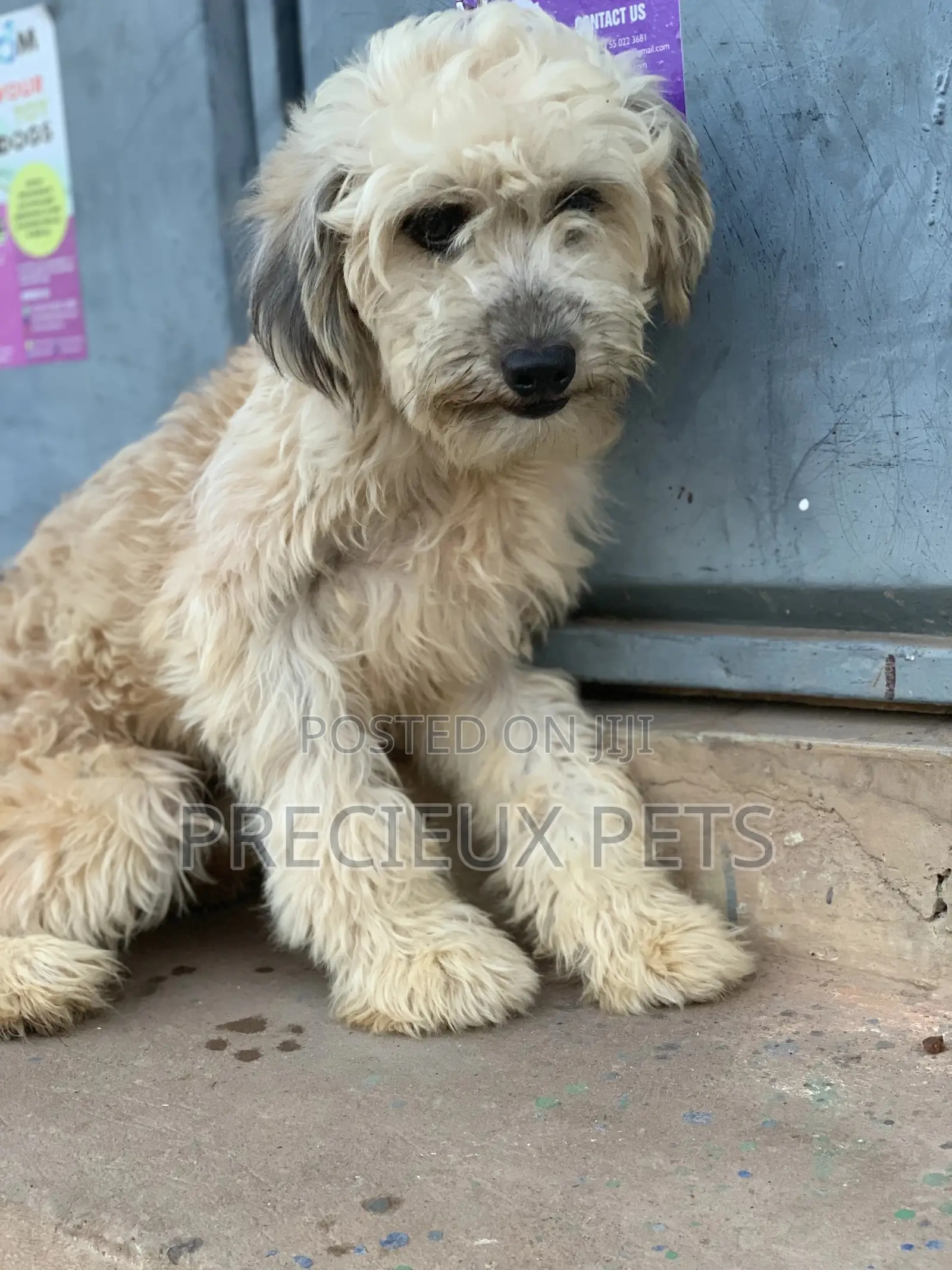 Stud Services For AMERICAN POODLES