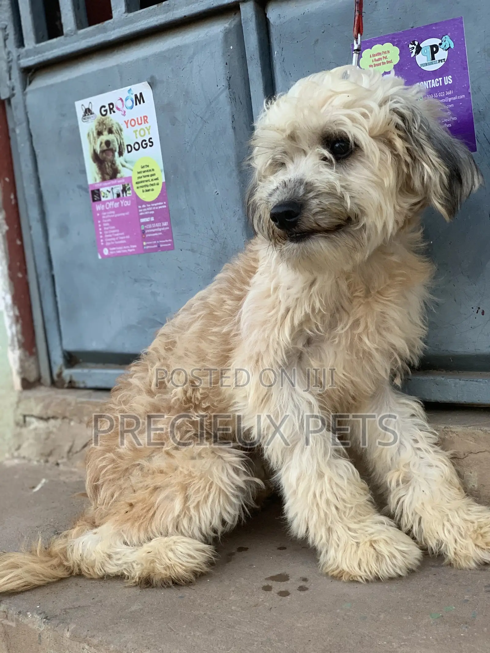 Stud Services For AMERICAN POODLES
