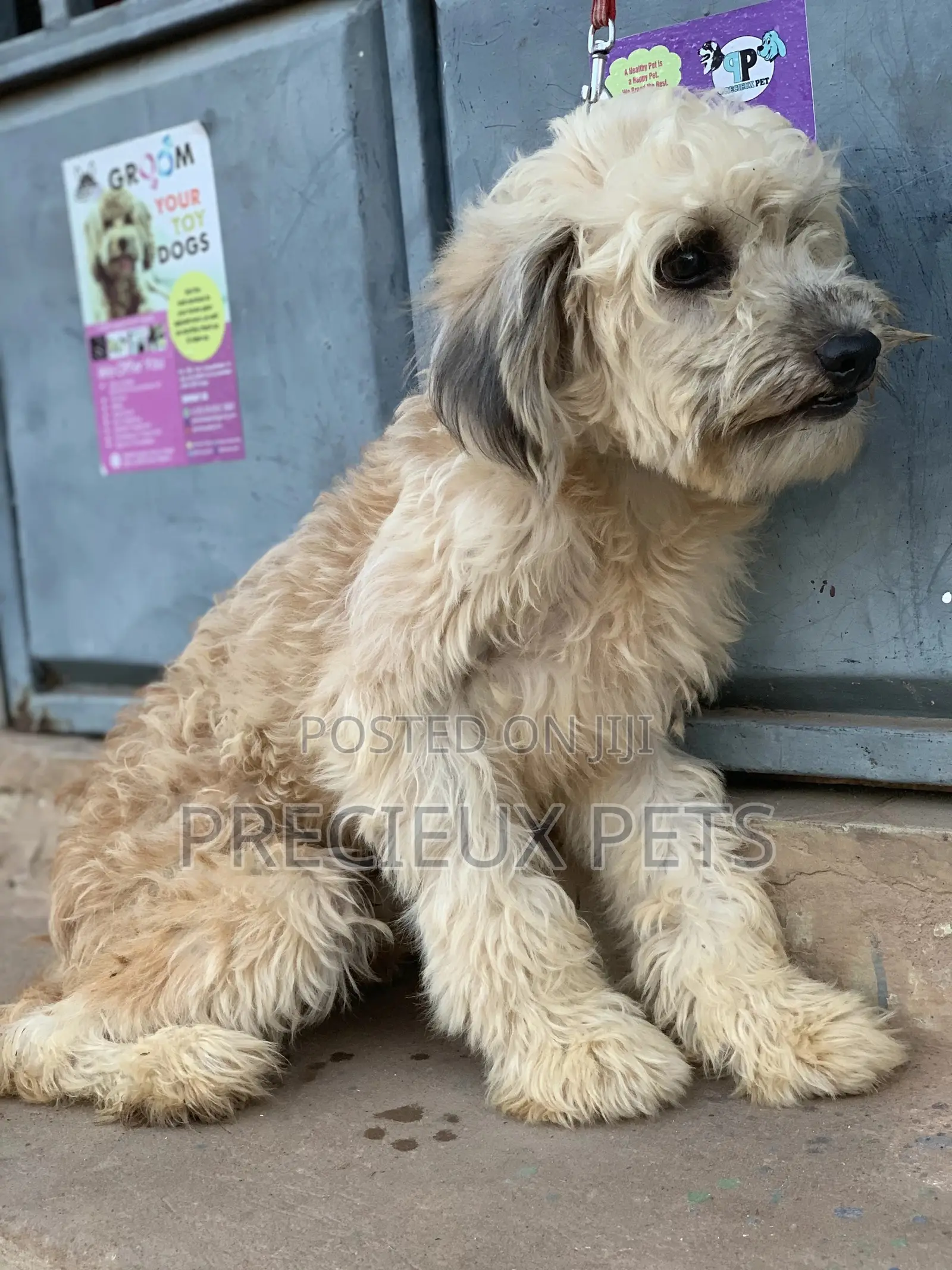Stud Services For AMERICAN POODLES