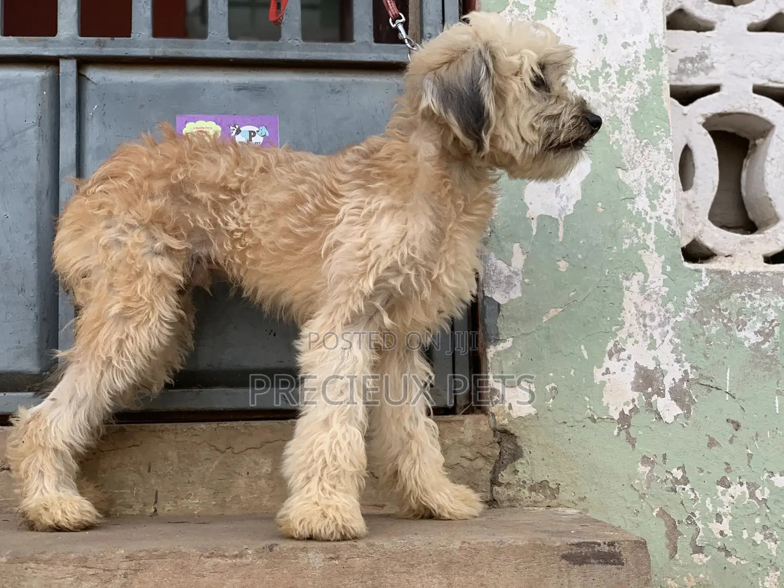 Stud Services For AMERICAN POODLES