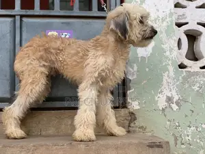Stud Services For AMERICAN POODLES