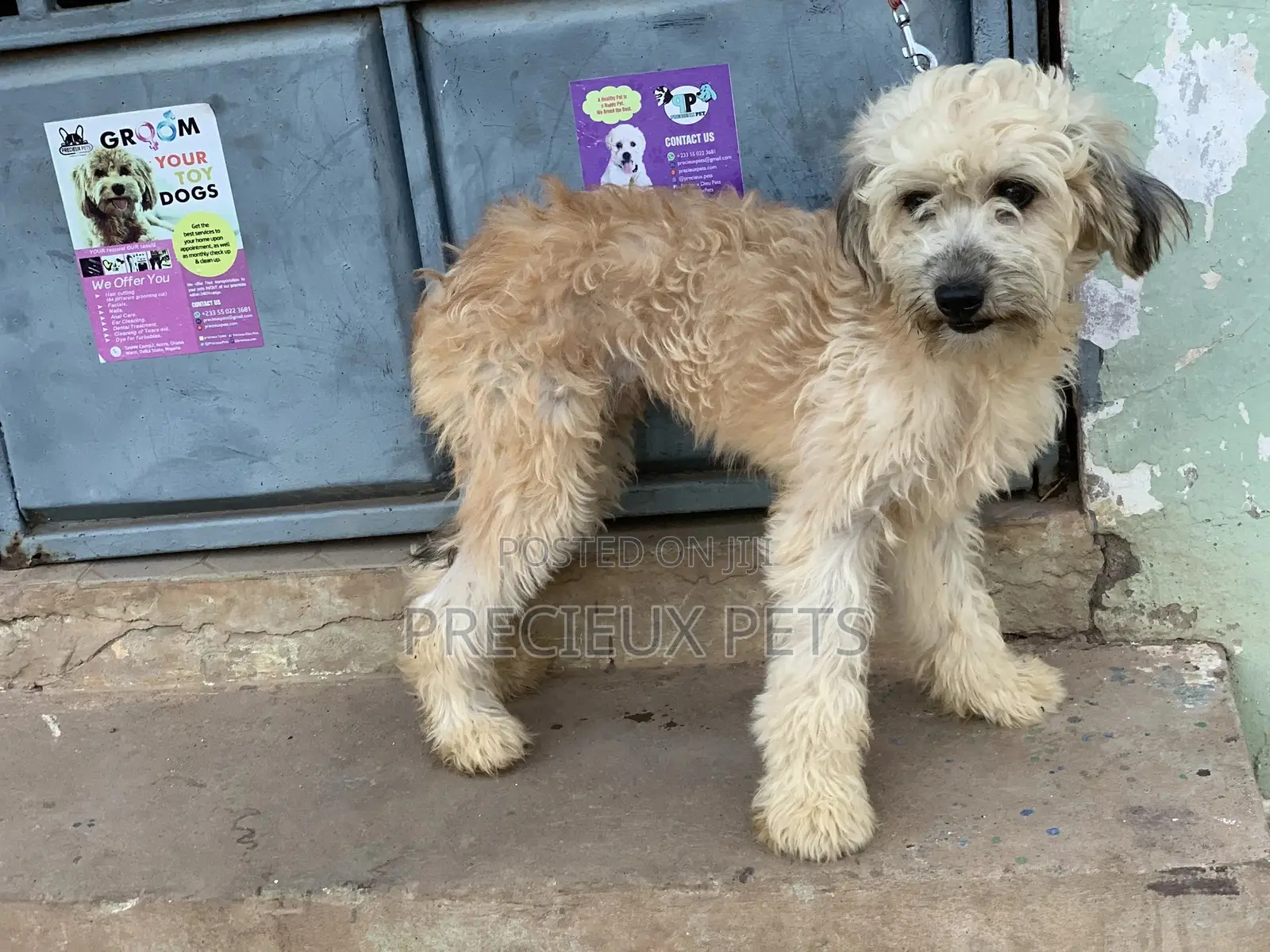 Stud Services For AMERICAN POODLES
