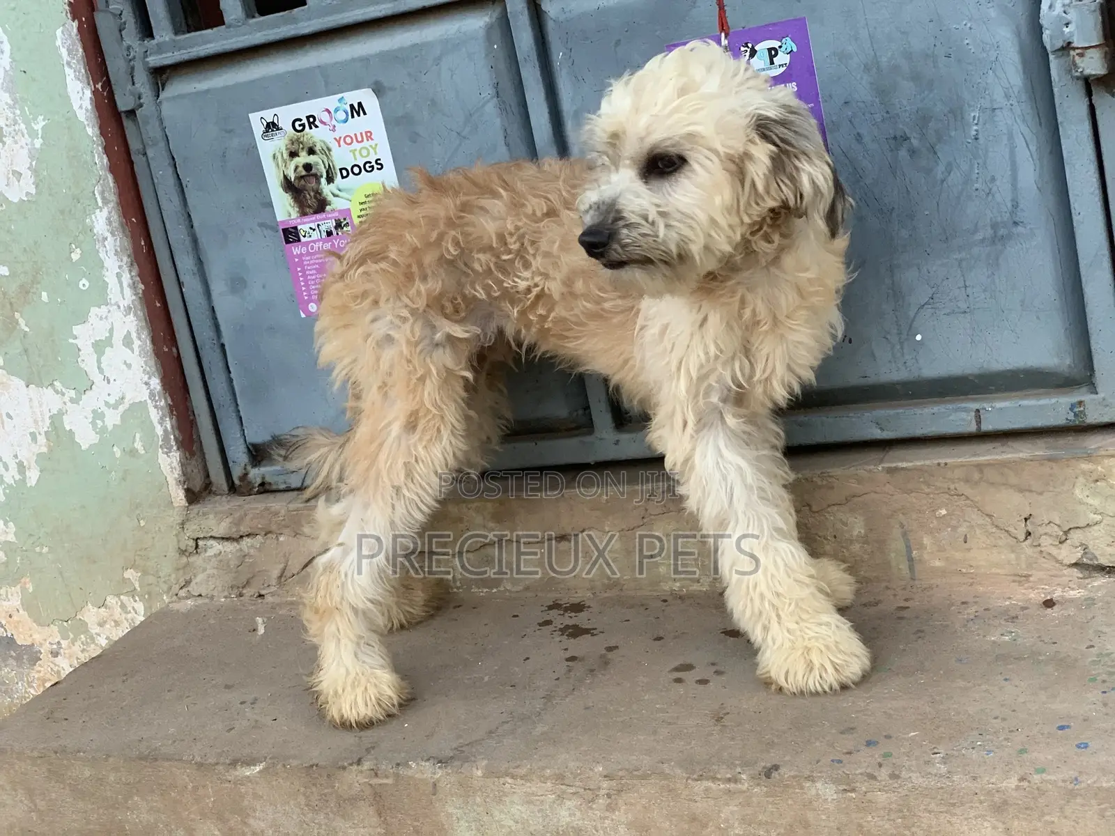 Stud Services For AMERICAN POODLES