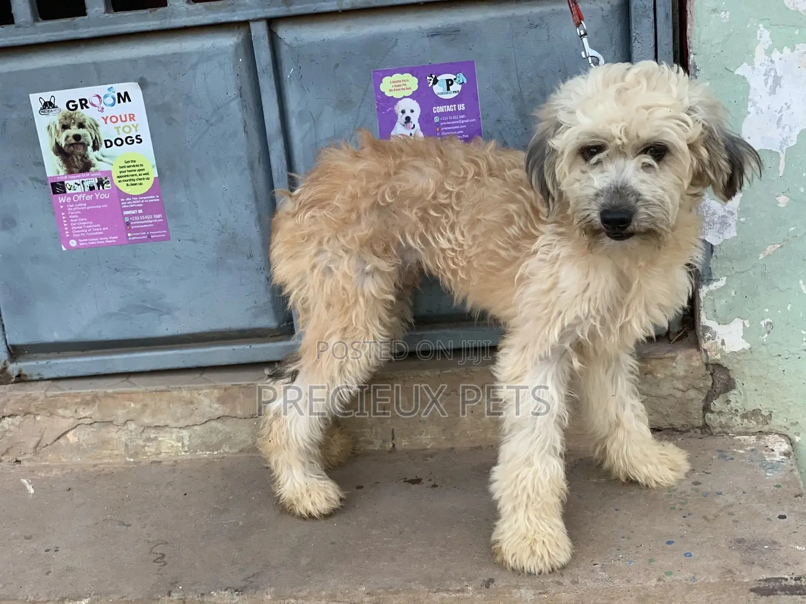 Stud Services For AMERICAN POODLES