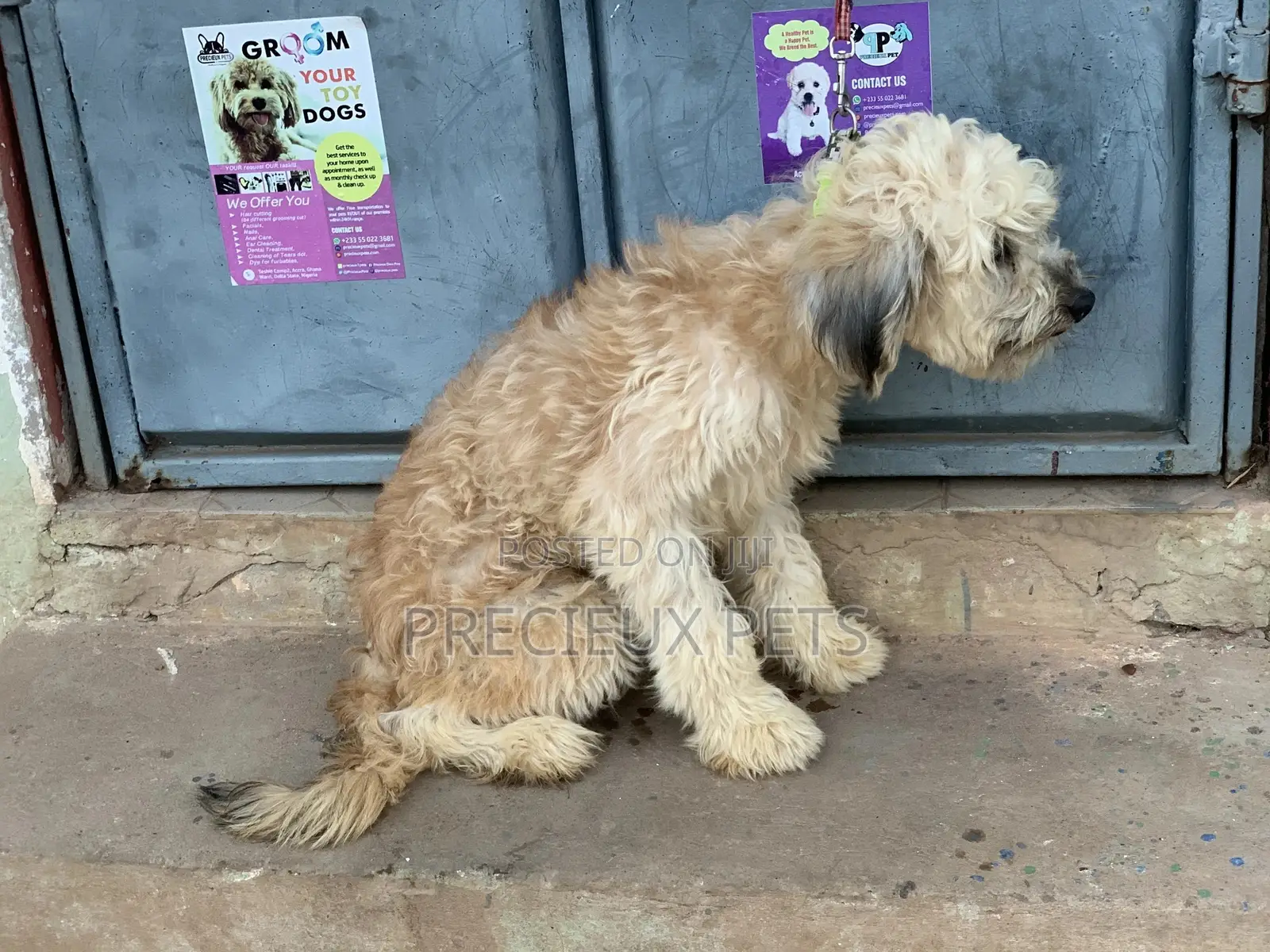 Stud Services For AMERICAN POODLES